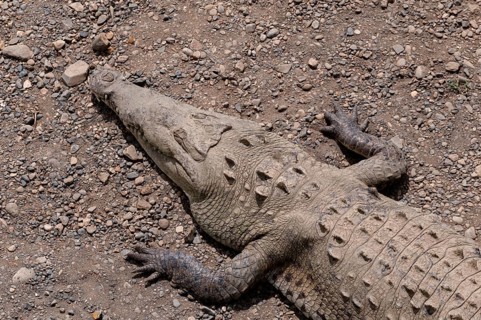 American Crocodile (Crocodylus acutus)