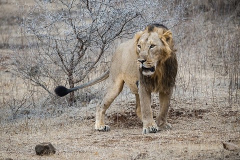 Asiatic lion (Panthera leo persica)