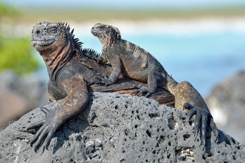 Marine Iguanas (Amblyrhynchus cristatus)