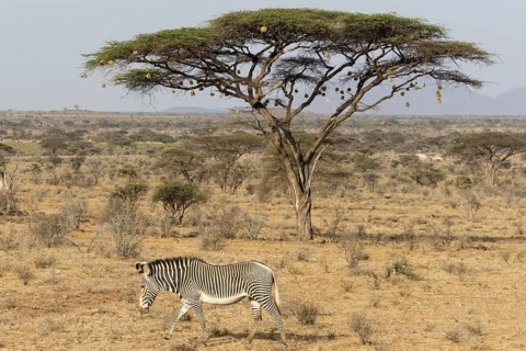 Grevy's Zebra (Equus grevyi)