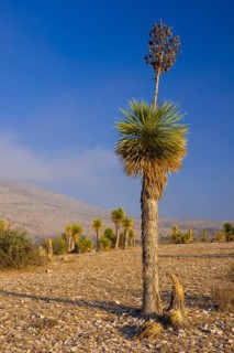 Bioconvex Denticulate Leaf-Yucca (Yucca queretaroensis) near Los Temporal