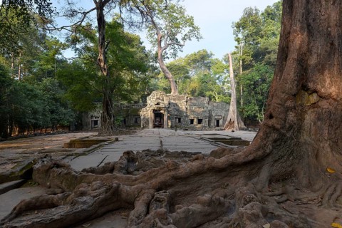 Ta Prohm temple complex with the roots of a Strangler Fig or White Fig (Ficus virens)