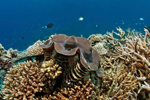 Giant Clam (Tridacna gigas)