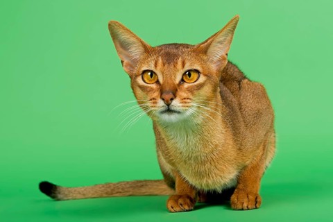 Abyssinian cat