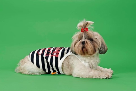 Shih Tzu dog