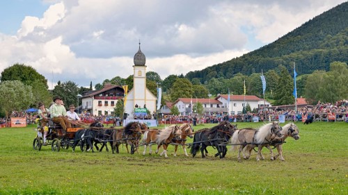 Ten-horse carriage with mini ponies from Neunburg vorm Wald in the Upper Palatinate