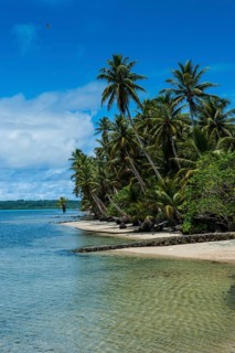 White sand beach and palm trees