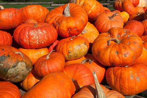 Squashes of the Roter Zentner variety