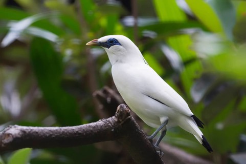 Bali Starling (Leucopsar rothschildi)