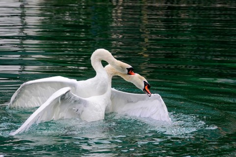 Two Mute Swans (Cygnus olor) fighting