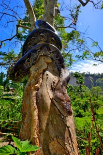 Reticulated python (Malayopython reticulatus)