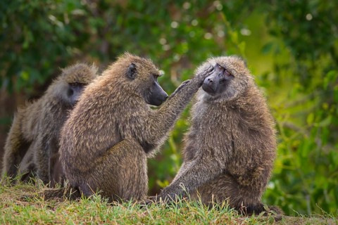 Two olive baboons (Papio anubis) mutual grooming