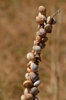 Accumulation of Mediterranean sand snails (Theba pisana) on dry stalk at summer rest