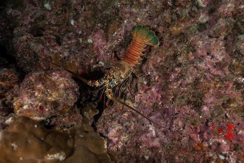 Two Spined Lobster (Panulirus penicillatus)