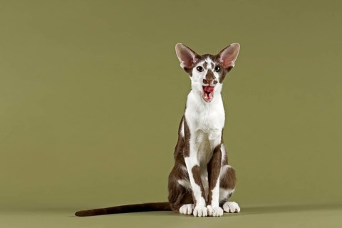 Oriental Shorthair cat
