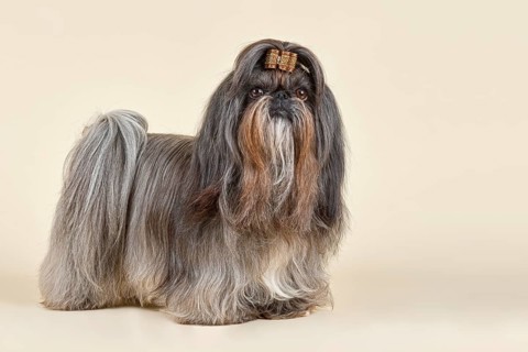 Shih Tzu