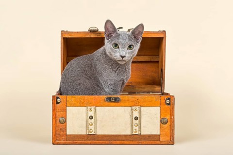 Russian Blue kitten