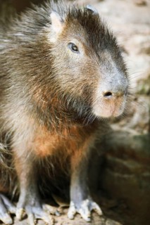 Capybara (Hydrochoerus hydrochaeris)