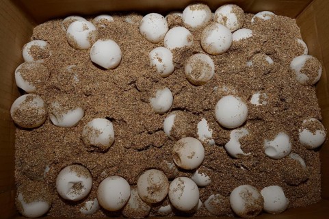 Eggs of the Olive ridley sea turtle (Lepidochelys olivacea) in a breeding station