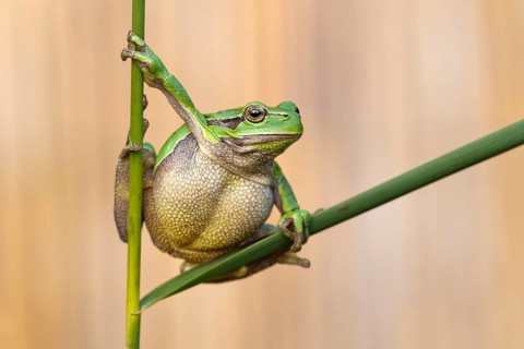 Tree frog (Hyla arborea)