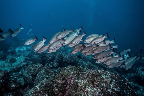 Jordan's snapper (Lutjanus jordani)