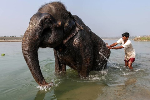 Nepalese mahout bathing his elephant in the East Rapti River at Sauraha