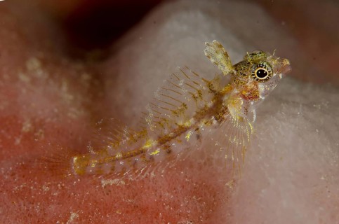 Miracle Triplefin (Enneapterygius mirabilis)