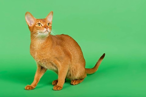 Abyssinian Cat