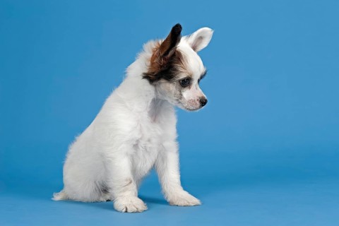 Chinese Crested Dog