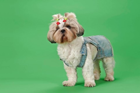 Shih-Tzu dog