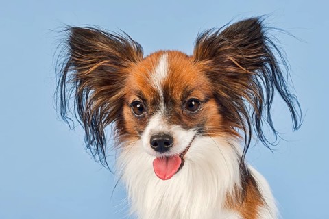 Papillon