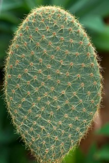 Pad of an Opuntia (Opuntia macrocalyx)