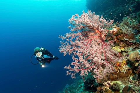 Divers on coral reef cliff looking at Cherry Blossom Coral (Siphonogorgia godeffroyi)