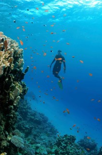 Freediver diving near a coral reef