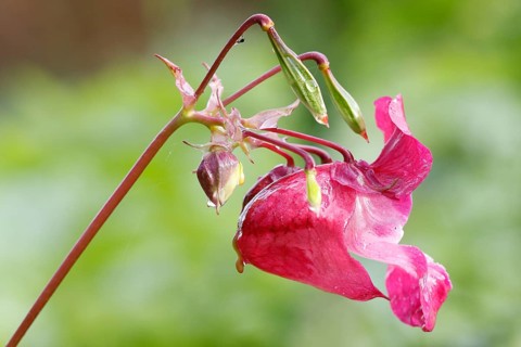 Himalayan Balsam (Impatiens glandulifera)