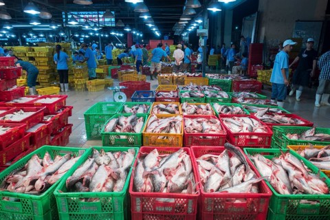 Different varieties of fish in plastic baskets with ice