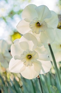 White narcissus