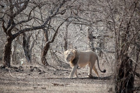 Asiatic lion (Panthera leo persica)