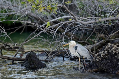 Great blue heron (Ardea herodias)