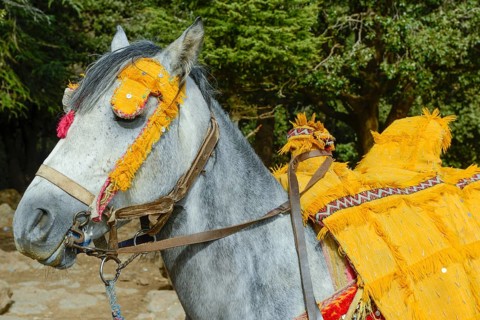 Pure-bred Arab horse