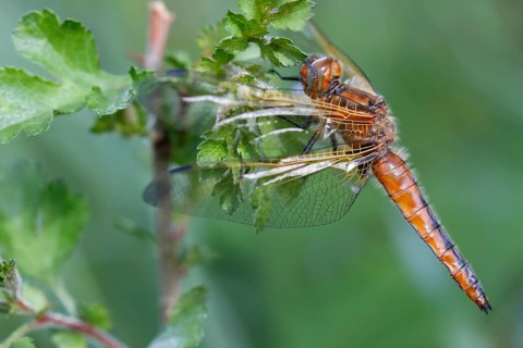 Scarce Chaser (Libellula fulva)