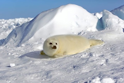 Harp Seal or Saddleback Seal (Pagophilus groenlandicus