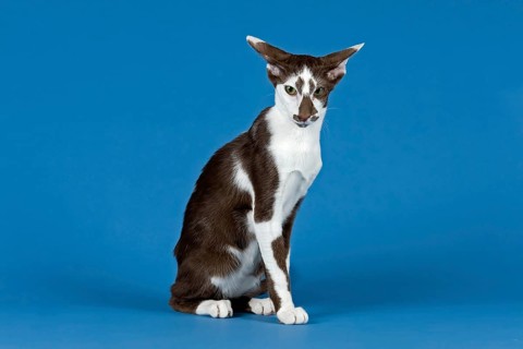 Pedigree cat