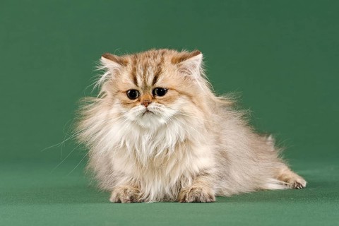 Persian Kitten