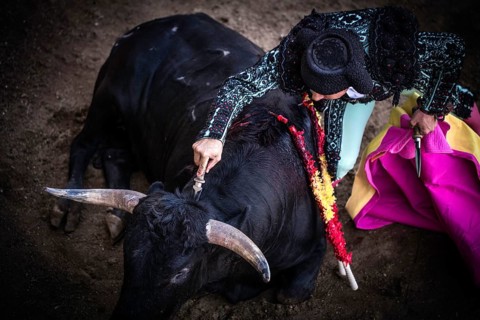 Helper killing the bull with the ""puntilla""