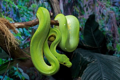 Green Tree Python (Morelia viridis)