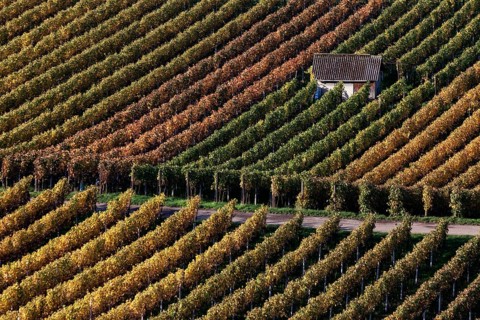 Vineyard in autumn colours