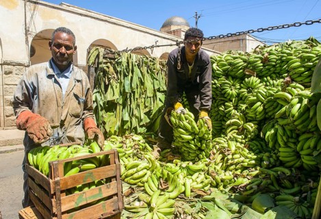 Men carrying bananas from a truck