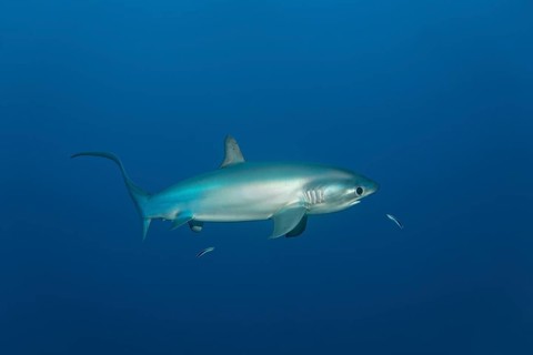 Common thresher (Alopias vulpinus)