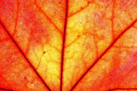 Autumn leaf